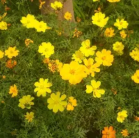 Trường Mầm Non Yên Tâm
