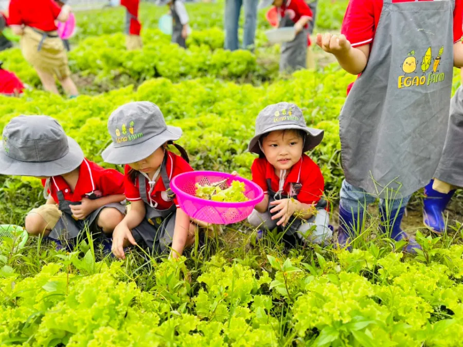Lớp Mầm Non Độc Lập Hoa Hướng Dương K35