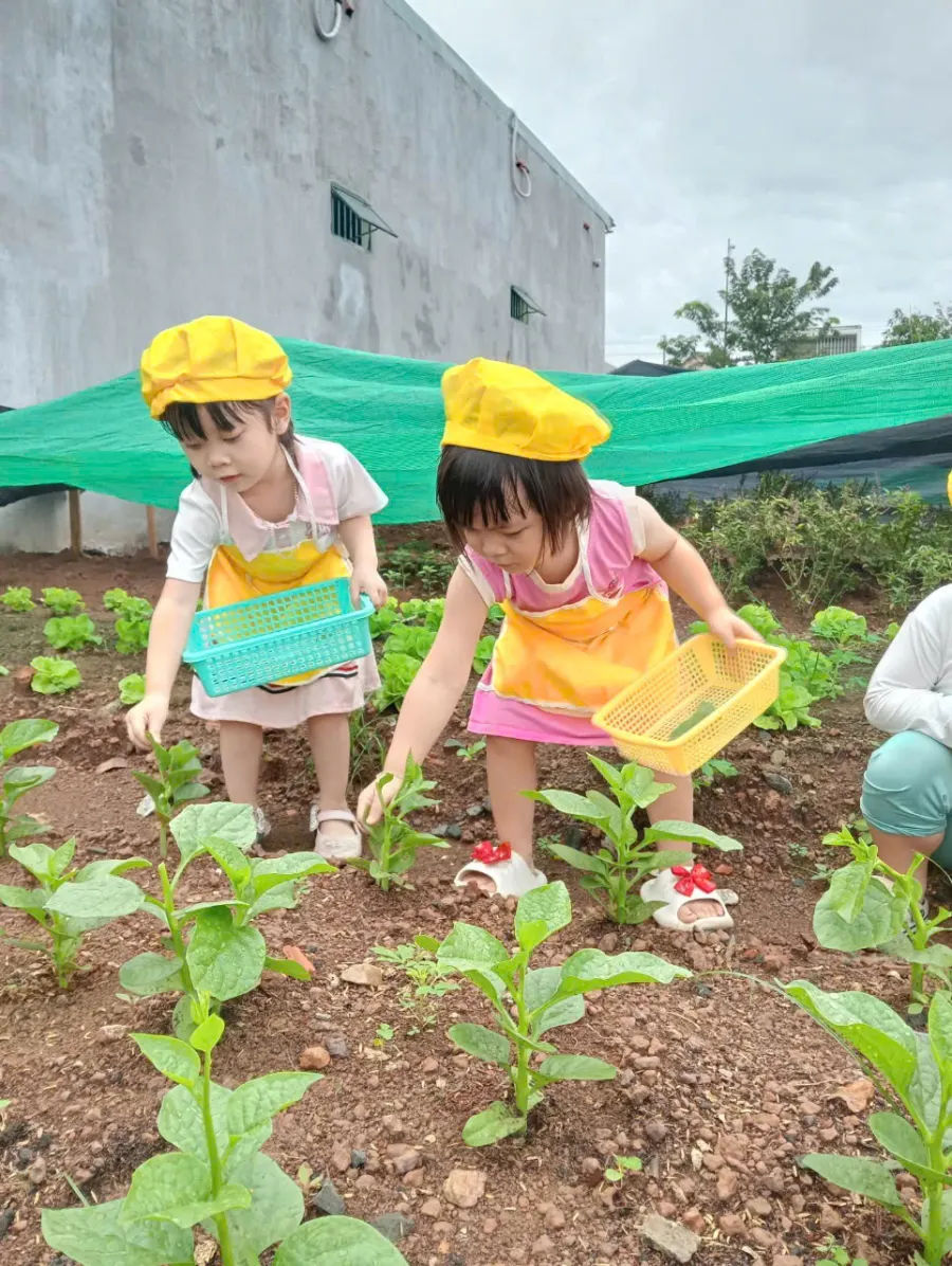 Mầm Non Mèo Con
